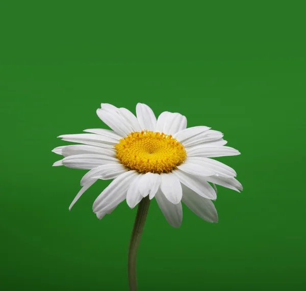 Camomille fleur sur vert — Photo