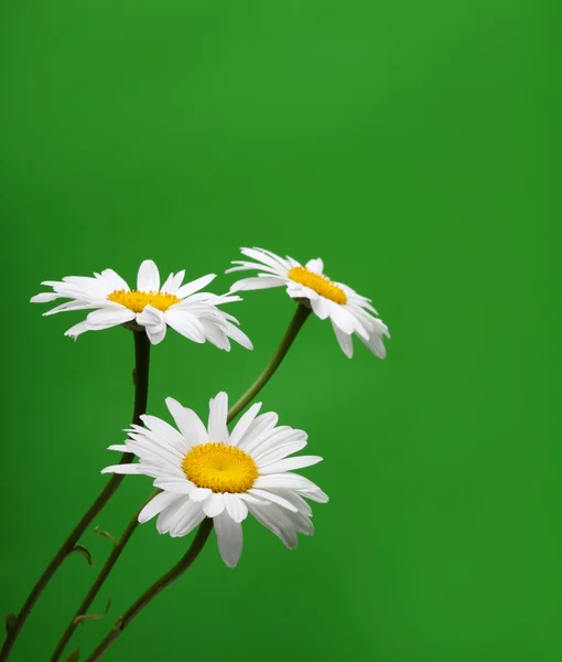 Heřmánek květ na zelené — Stock fotografie
