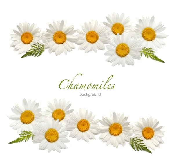 Chamomile background — Stock Photo, Image