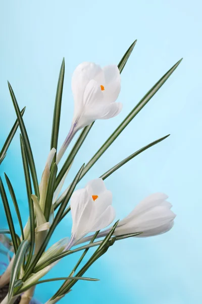 Весенний цветок крокуса — стоковое фото