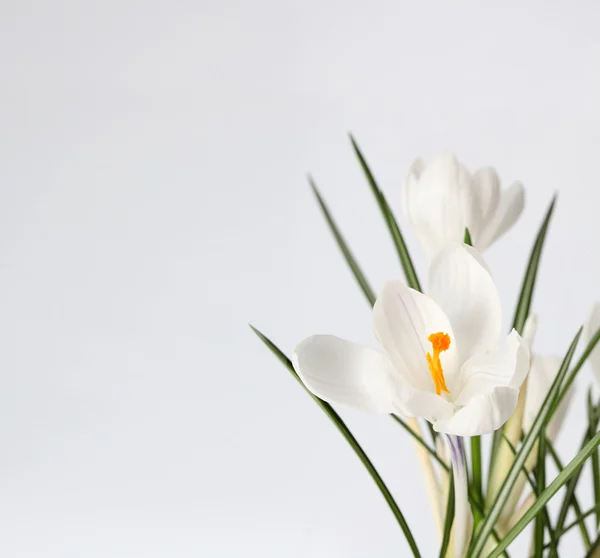 Flores de primavera — Fotografia de Stock