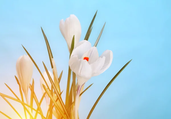 Весенний цветок крокуса — стоковое фото