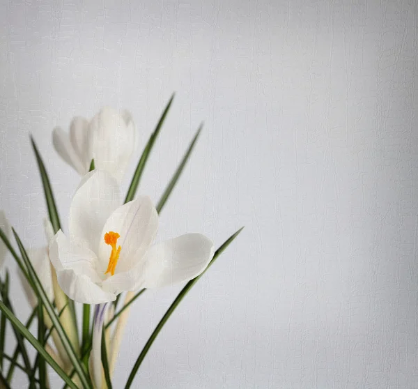 stock image White crocus, texture