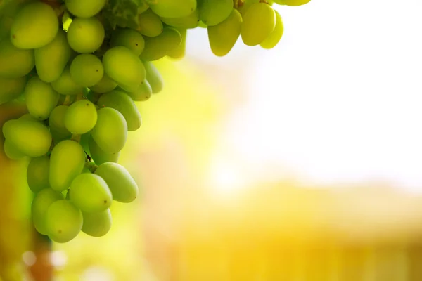 Мягкий свет на гроздь винограда — стоковое фото