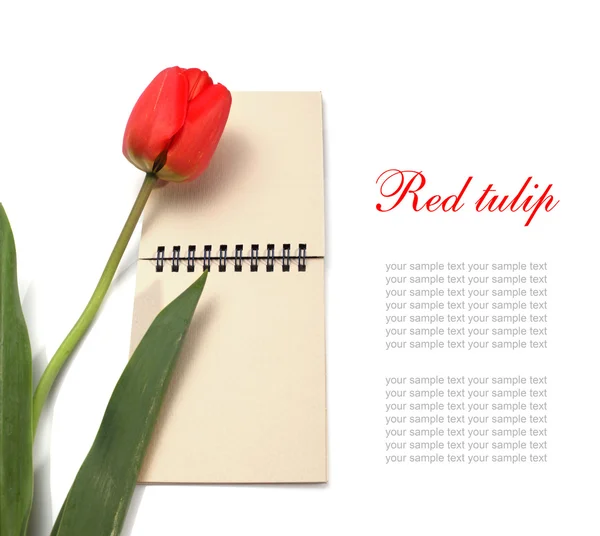 Червоний тюльпан і блокнот — стокове фото