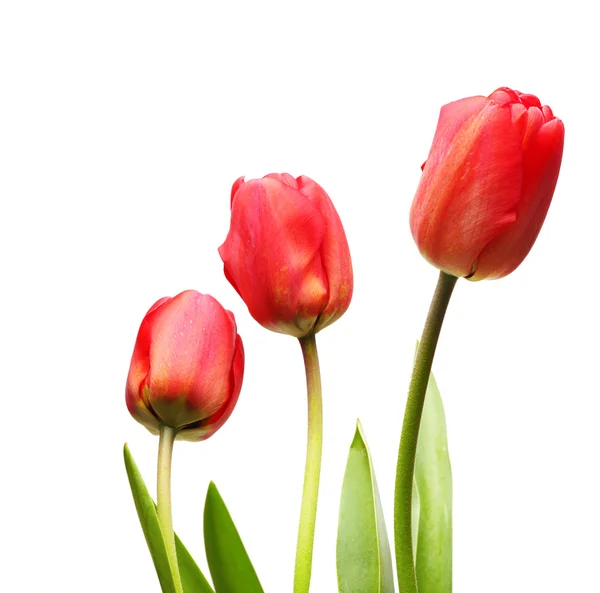 Tulipánok izolált fehér — Stock Fotó