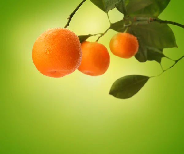 Yeşil portakal dalda — Stok fotoğraf