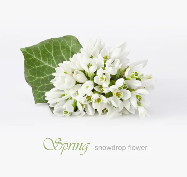 Spring snowdrop flower — Stock Photo, Image
