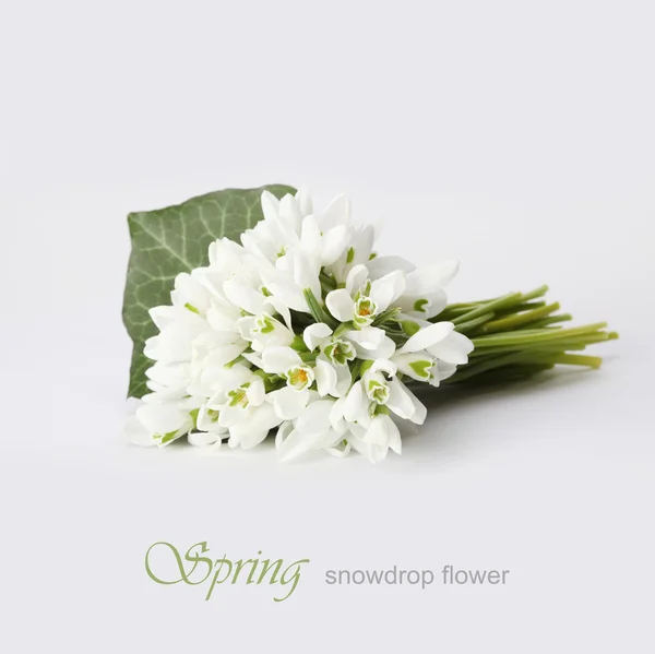 Våren snowdrop blomma — Stockfoto