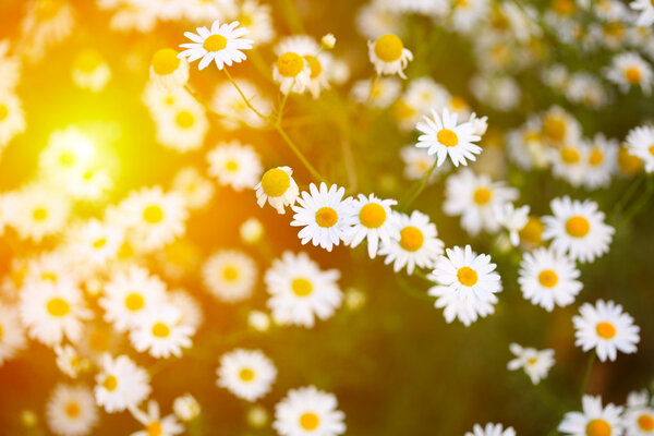 Chamomile in green grass
