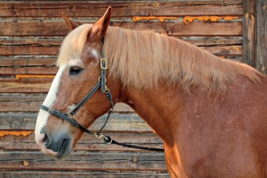 Portrait of a horse in a profile clipart