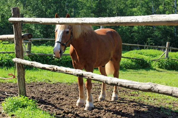 Porträtt av en häst till ytterst — Stockfoto