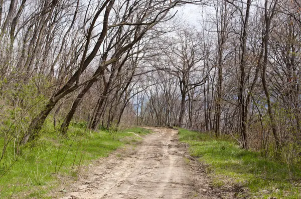 stock image Dirt road in woods