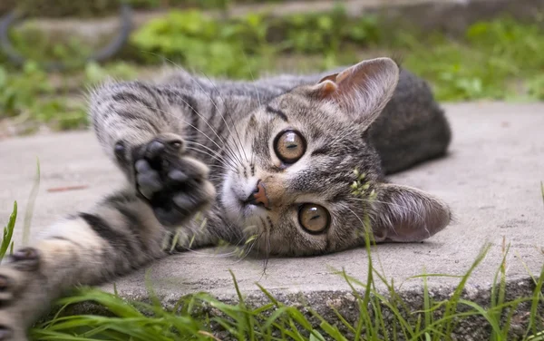 Oynayan yavru kedi — Stok fotoğraf