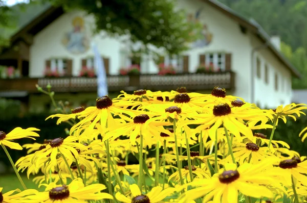 Çiçekler ve Bavyera evde — Stok fotoğraf