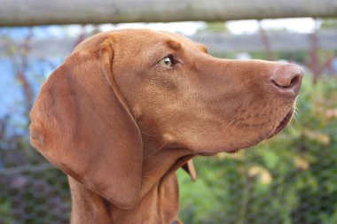 Macar vizsla köpek