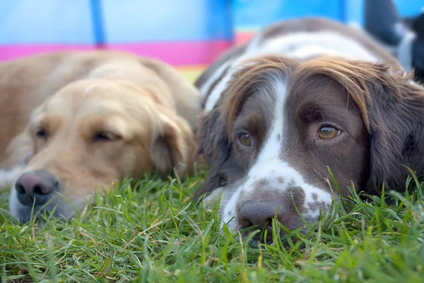 Ein Springspaniel und Golden Retriever Streichelhunde — Stockfoto