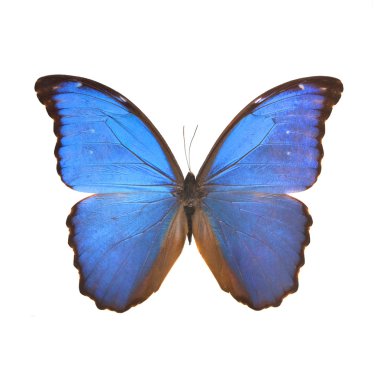 Uzak Doğu büyük mavi kelebek