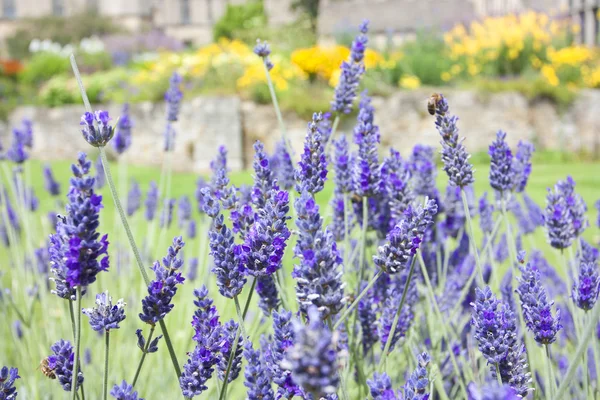 Purple flowering lavendar — Stock Photo, Image