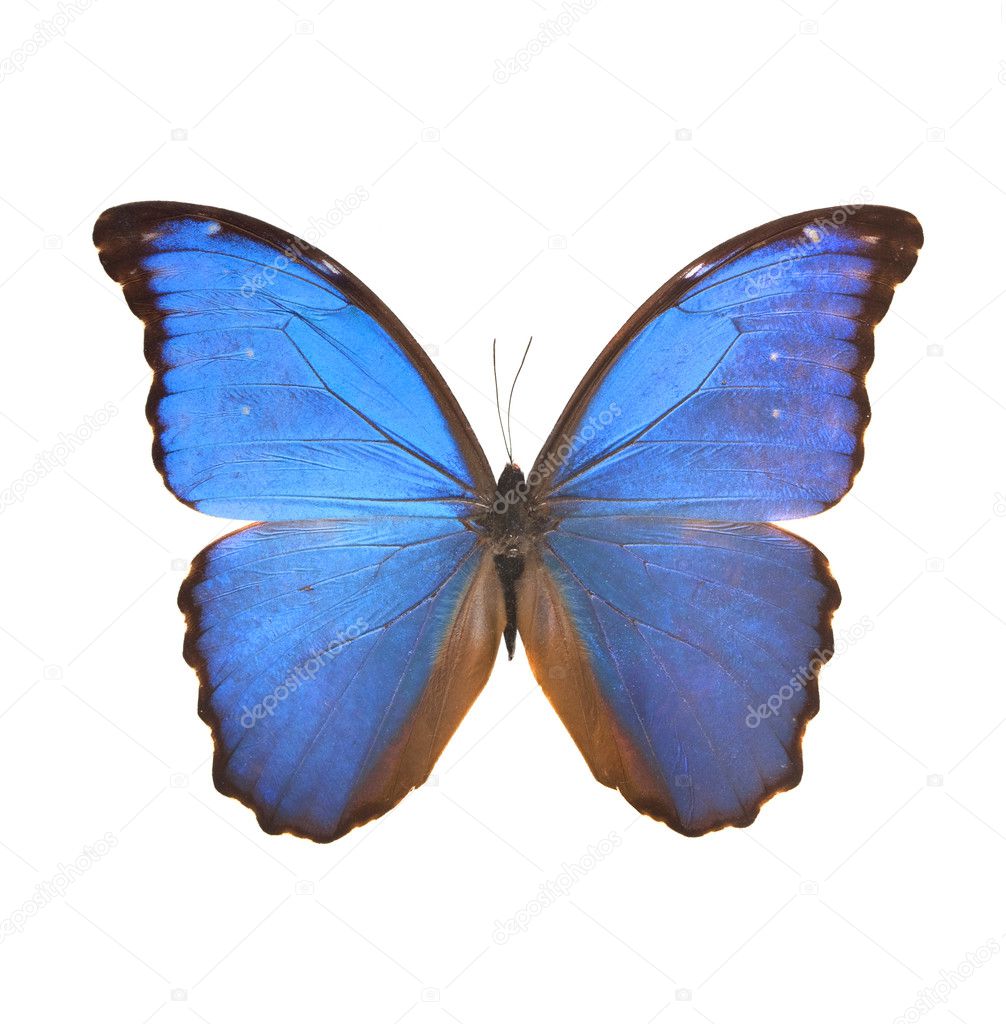 Big blue butterfly from the far east