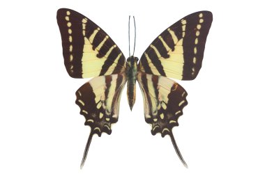 Thoas Swallowtail (Papilio thoas) -Yellow and black swallowtail clipart