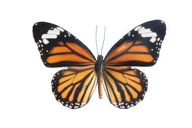Tiger Longwing (Heliconius hecale) butterly clipart