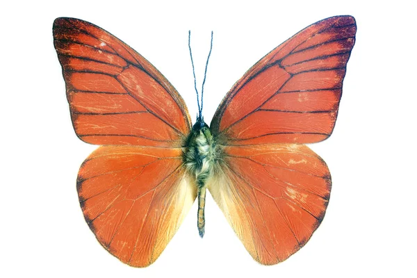 오렌지 알 바트로 스 (Appias nero neronis) 나비 — 스톡 사진