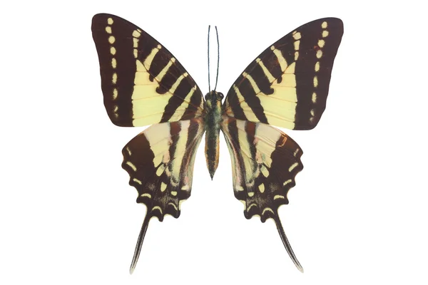 Thoas Swallowtail (Papilio thoas) -Yellow and black swallowtail — Stock Photo, Image