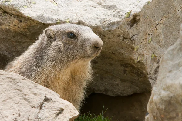 Alp Dağ sıçanı - marmota marmota — Stok fotoğraf