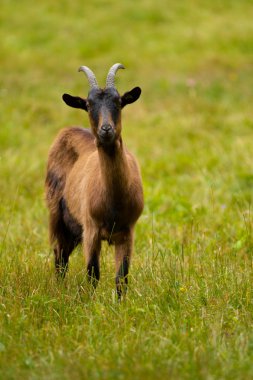 Goat on a green meadow clipart
