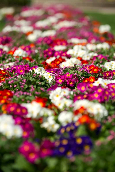 stock image White and red Primulas