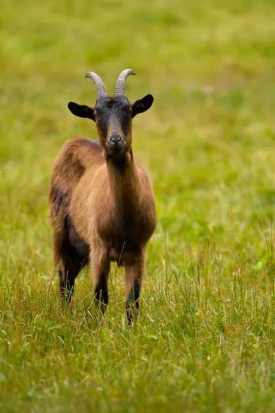 Koza na zielonej łące — Zdjęcie stockowe
