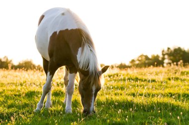 Horse in the morning light clipart