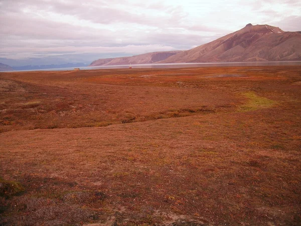 Tundra — Stock Photo, Image