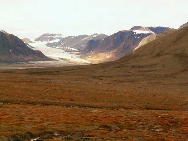 Tundra — Foto Stock