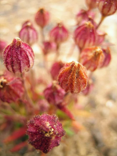 stock image Polar flower