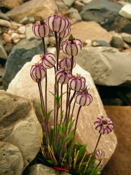 Kutup çiçek — Stok fotoğraf