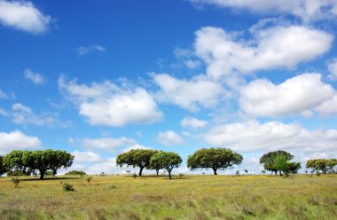 meşe ağaçları alentejo Field