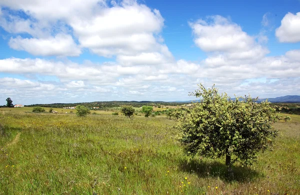Paisagem do campo alentejano, Portugal — Fotografia de Stock
