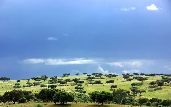 Floresta mediterrânica de carvalhos — Fotografia de Stock