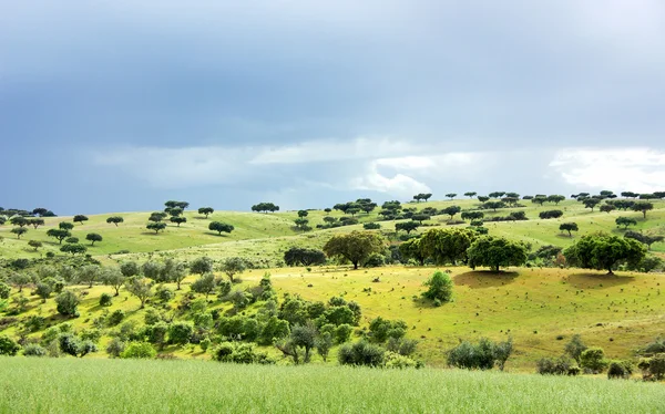 Floresta mediterrânica de carvalhos — Fotografia de Stock