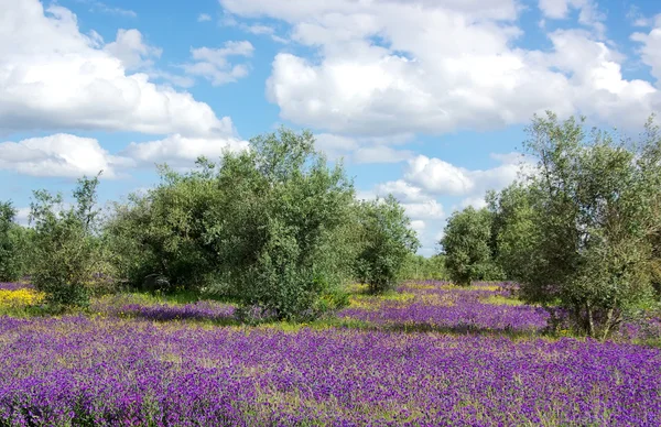 Olíva fa kék mezőben — Stock Fotó