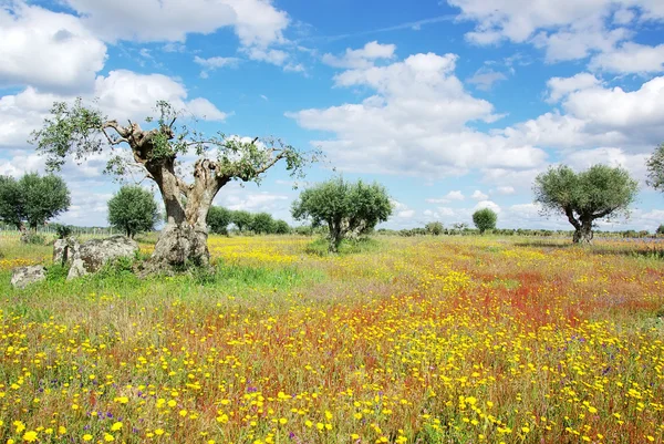 Old olives tree at portuguese field — Stock Photo, Image