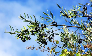 zeytin dalı mavi gök