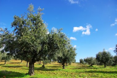 Olives tree at Portugal clipart