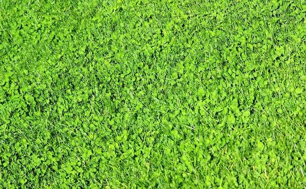绿色三叶草背景 — 图库照片