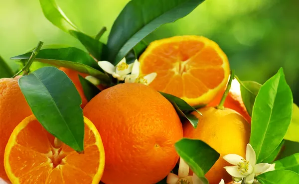 Orangene Früchte und Blumen — Stockfoto
