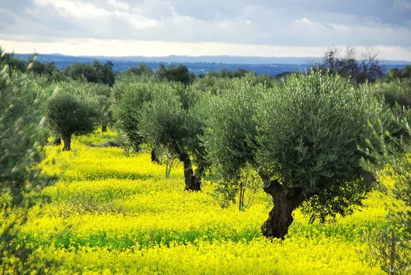 Azeitonas em campo amarelo em Portugal — Fotografia de Stock