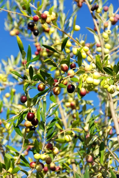Olives Fruit on the Tree — Stock Photo, Image