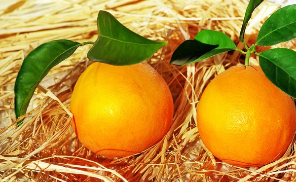 Oranges and lemons, fresh citrus fruits — Stock Photo, Image
